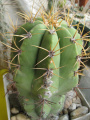 Echinopsis terscheckii