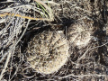 Gymnocalycium glaucum ssp. glaucum 3.JPG
