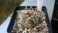 Gymnocalycium spegazzinii ssp. cardenasianum 2.jpg
