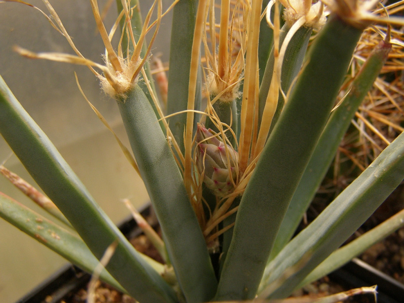 Файл:Leuchtenbergia principis.jpg