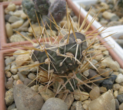 Maihueniopsis darwinii var.hickenii LB 347.jpg