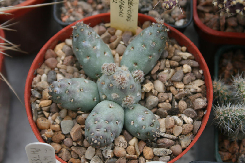 Файл:Maihueniopsis minuta 01.jpg