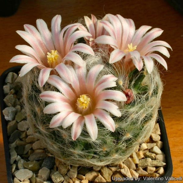 Файл:Mammillaria aureilanata 1578 l.jpg