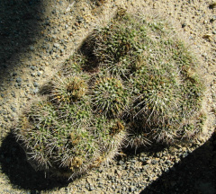 Mammillaria compressa ssp. centralifera 92.JPG