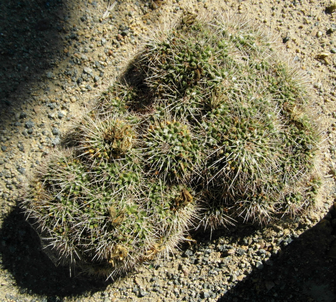 Файл:Mammillaria compressa ssp. centralifera 92.JPG