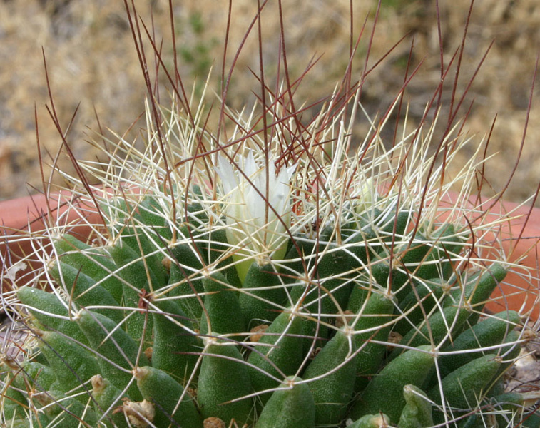 Файл:Mammillaria decipiens subsp. camptotricha.jpg