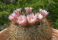 Mammillaria discolor 0.jpg