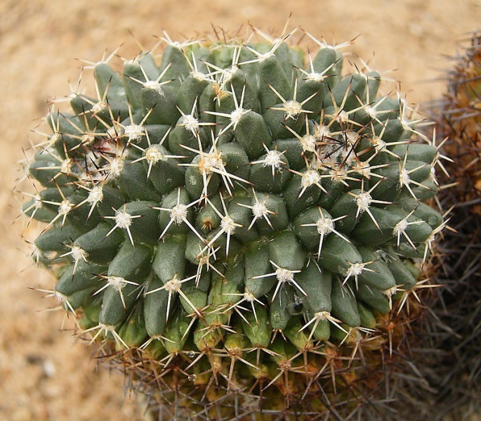 Файл:Mammillaria karwinskiana karwinskiana 02 ies.jpg