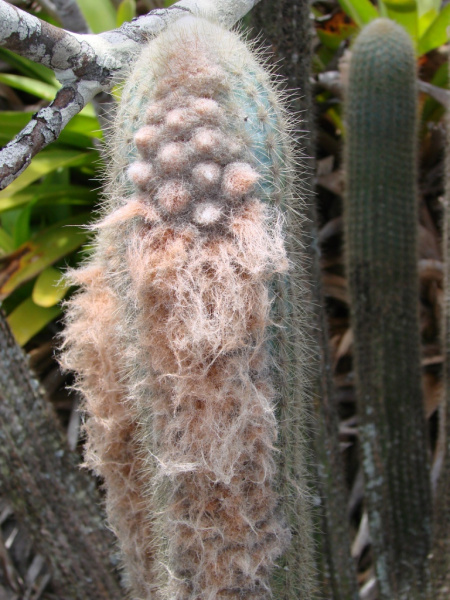 Файл:Micranthocereus purpureus o.jpg