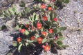 Opuntia phaeacantha 6b.jpg
