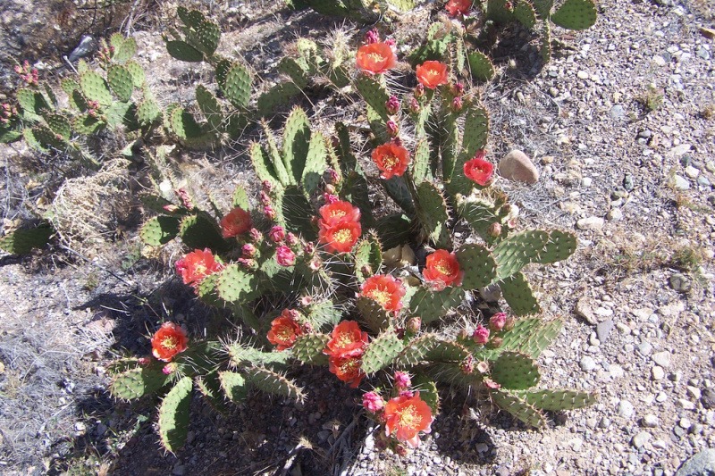 Файл:Opuntia phaeacantha 6b.jpg