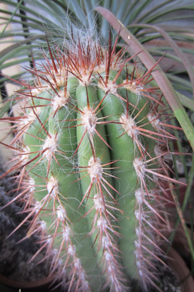 Файл:Oreocereus celsianus 4.jpg