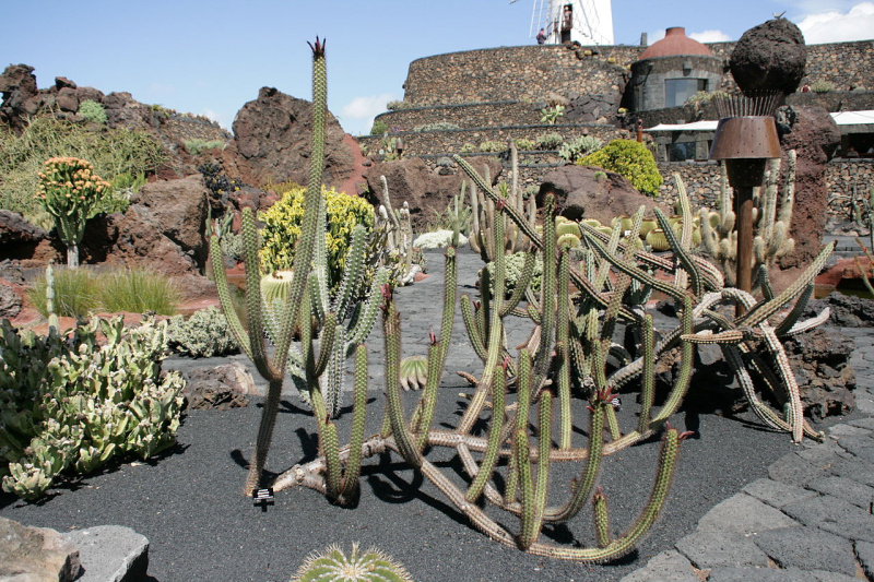 Файл:Oreocereus pseudofossulatus 01 ies.jpg