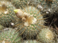 Parodia scopa ssp. neobuenekeri h3.JPG