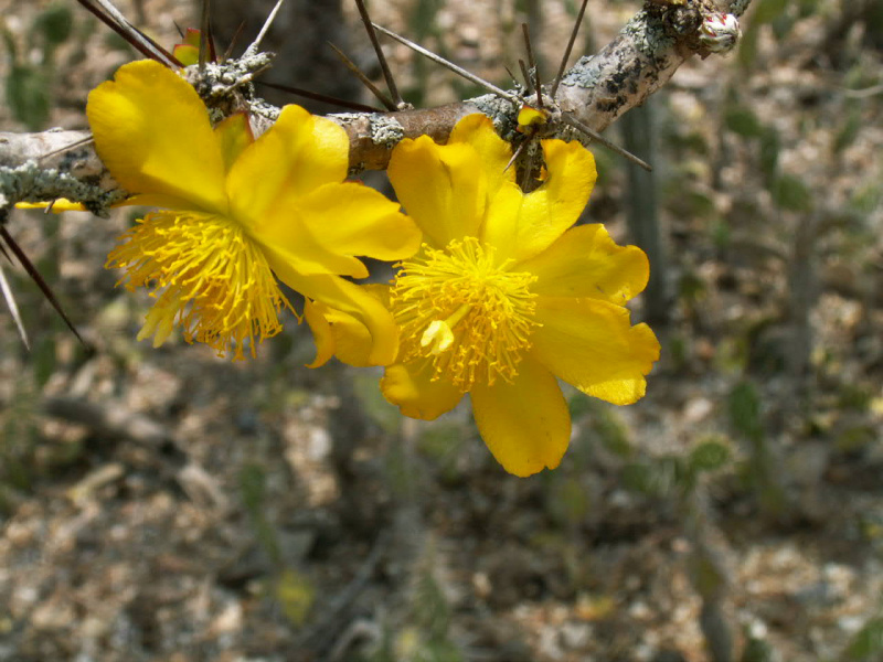 Файл:Pereskia guamacho 2.jpg