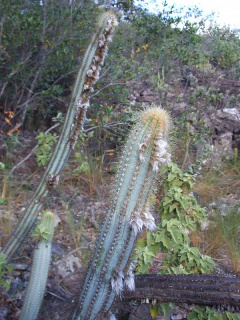 Pilosocereus pachycladus 2h.jpg