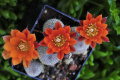 Rebutia heliosa WR314