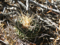 Stenocactus phyllacanthus 02.jpg
