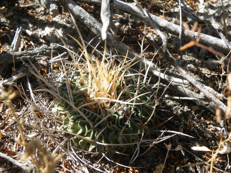 Файл:Stenocactus phyllacanthus 02.jpg