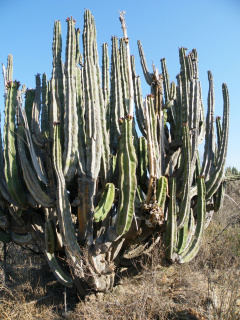 Stenocereus dumortieri 0.JPG