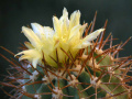 Copiapoa atacamensis.jpg