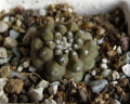 Copiapoa hypogaea ssp. hypogaea 1.jpg
