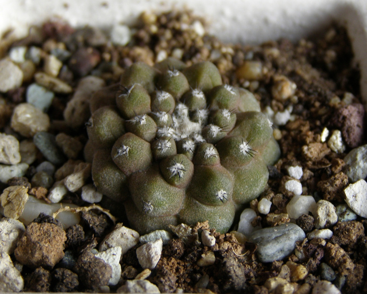 Файл:Copiapoa hypogaea ssp. hypogaea 1.jpg