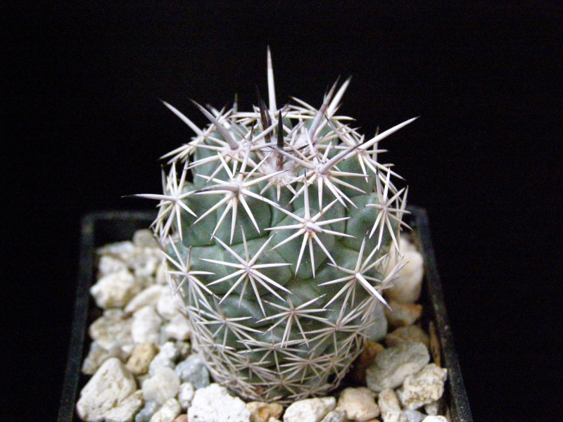 Файл:Coryphantha salinensis.JPG