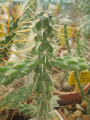 Cylindropuntia alcahes 1.jpg