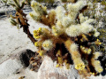 Cylindropuntia bigelovii