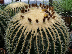 Echinocactus grusonii (1).jpg