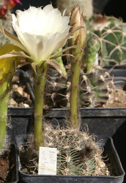 Файл:Echinopsis ancistrophora.jpg
