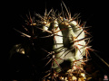 Echinopsis thionantha ssp. glauca.jpg