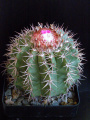 Melocactus ernestii ssp. longicarpus