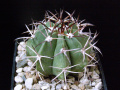 Melocactus zehntneri