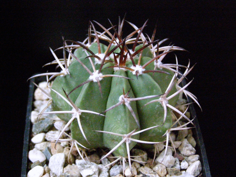 Файл:Melocactus zehntneri.JPG