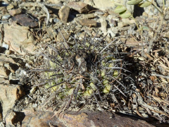 Parodia subterranea 5h.JPG