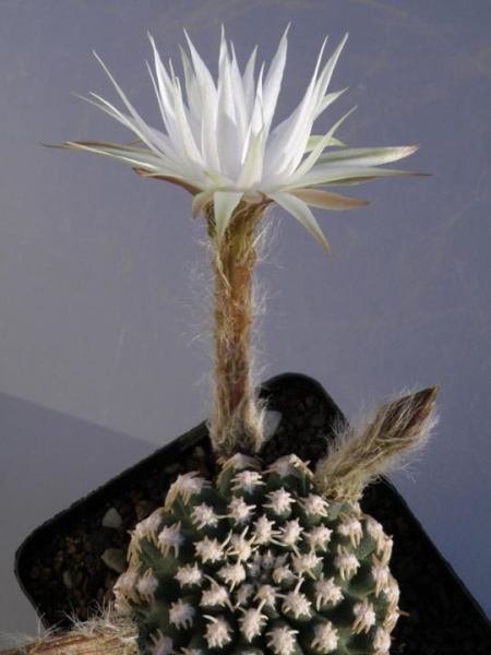 Файл:Pygmaeocereus bieblii.jpg