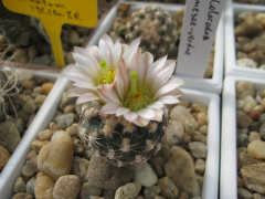 Sclerocactus mesae-verdae.jpg