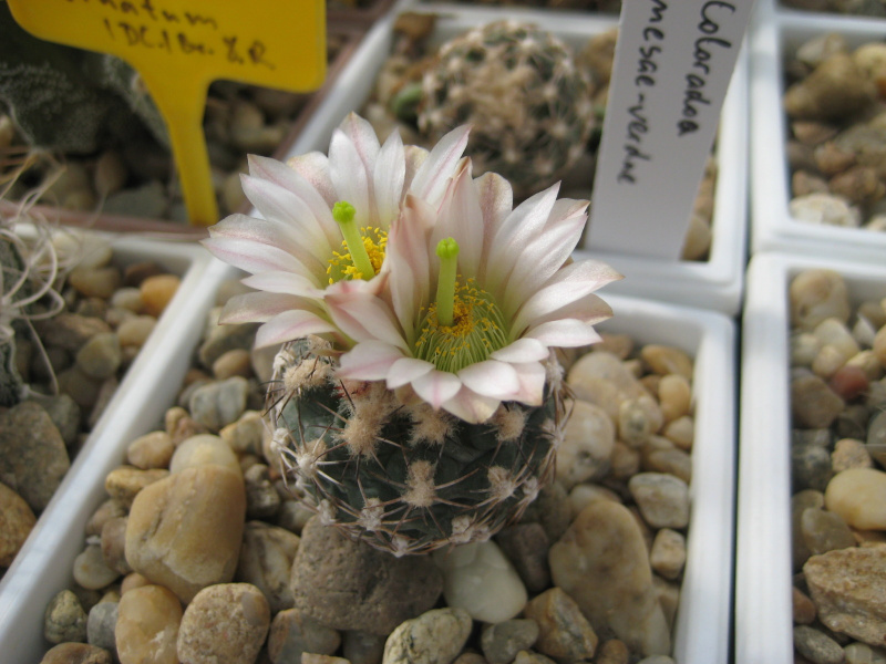 Файл:Sclerocactus mesae-verdae.jpg