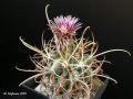 Sclerocactus uncinatus ssp. uncinatus MH 80