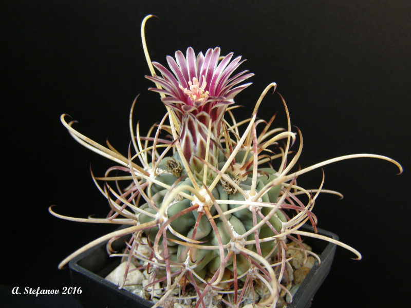 Файл:Sclerocactus uncinatus ssp. uncinatus 3.jpg