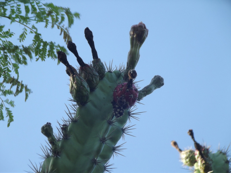 Файл:Stenocereus standleyi 1.jpg