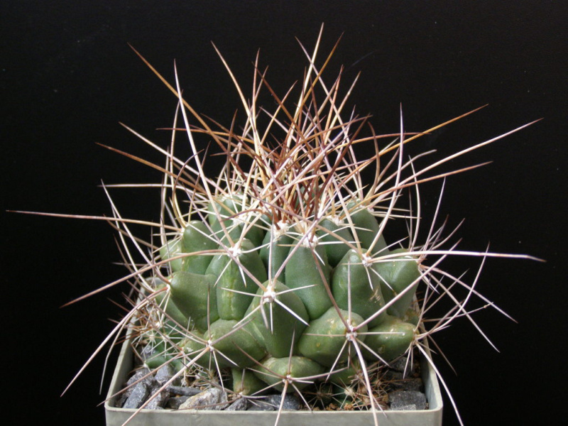 Файл:Thelocactus conothelos ssp. garciae 2.jpg