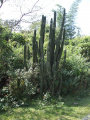 Cereus stenogonus.JPG