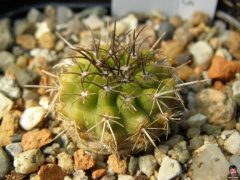 Copiapoa cinerascens.jpg