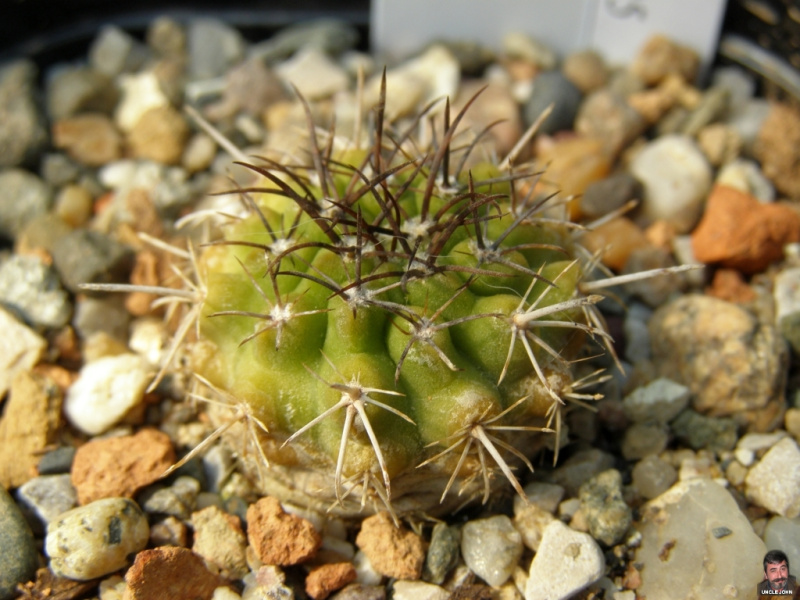 Файл:Copiapoa cinerascens.jpg