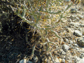 Cylindropuntia ramosissima