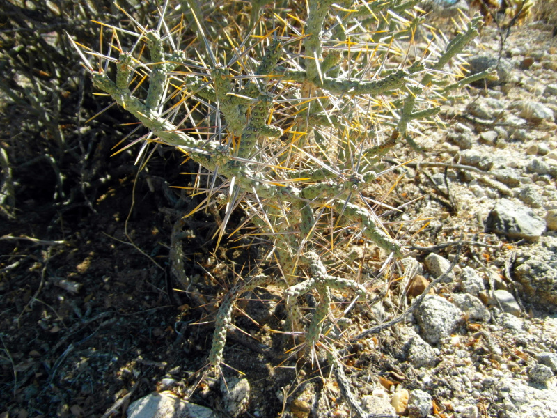 Файл:Cylindropuntia ramosissima 34.JPG