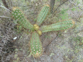 Echinopsis candicans 3.JPG